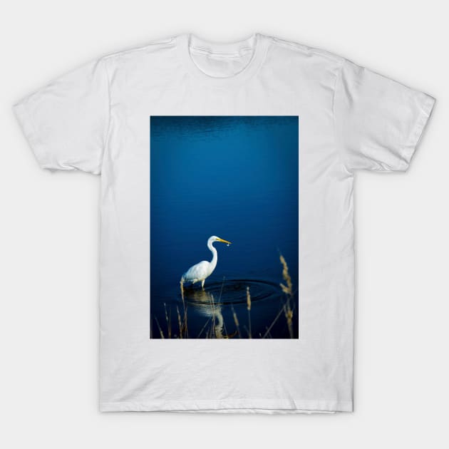 White Great Egret T-Shirt by blossomcophoto